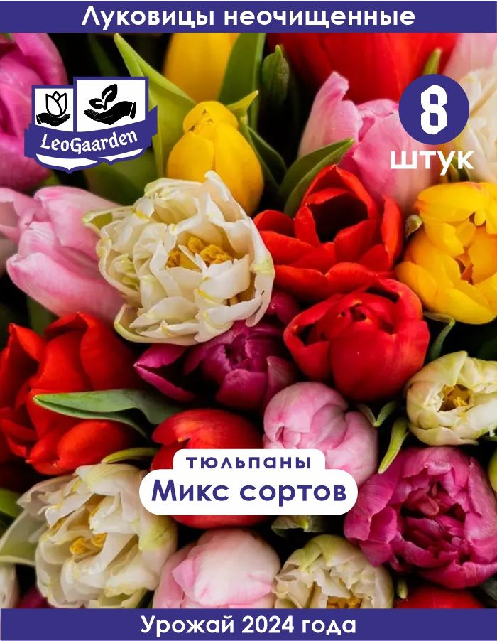 Тюльпан Луковицы неочищенные, Микс сортов, 8шт #1