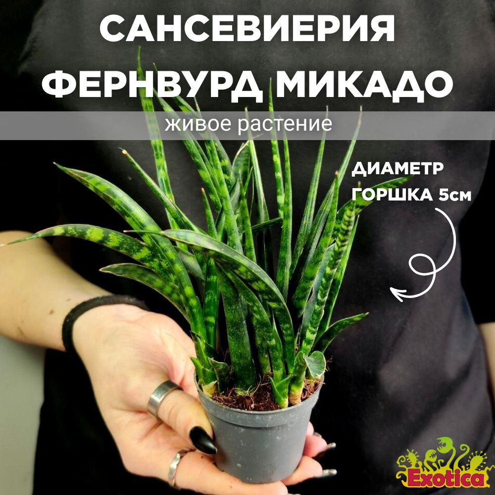 Сансевиерия Цилиндрическая Фернвурд ( Sansevieria Fernwood Mikado) D6см  #1