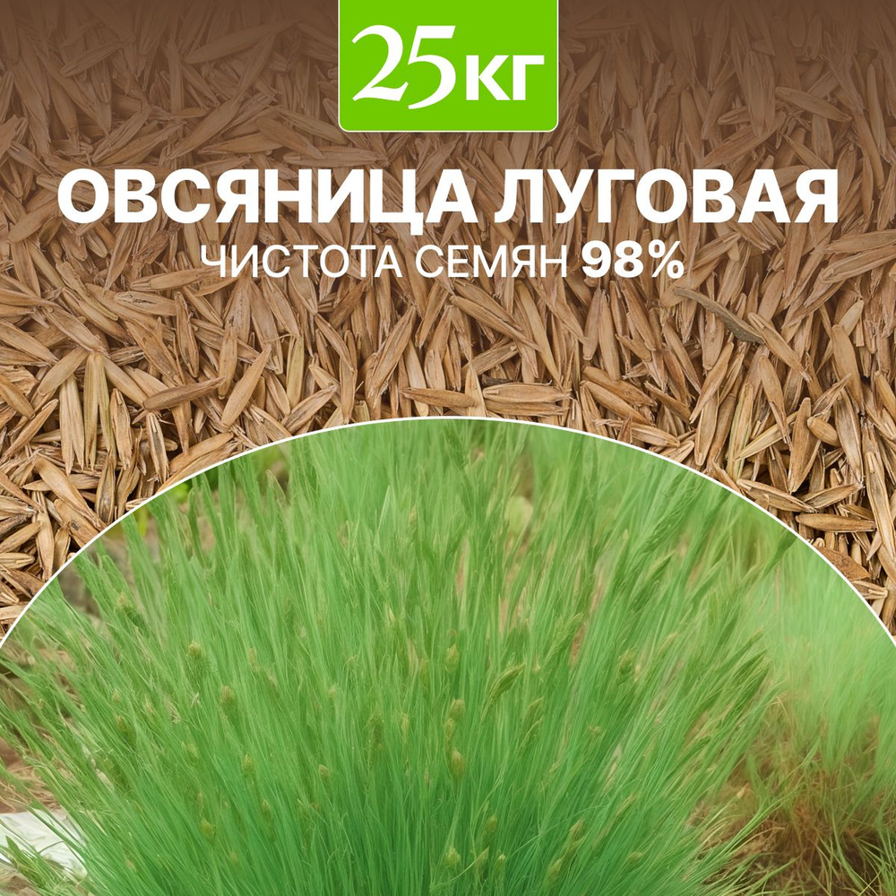 Семена Овсяница луговая сидерат чистота 98%, озимая, био-удобрение, 25 кг  #1