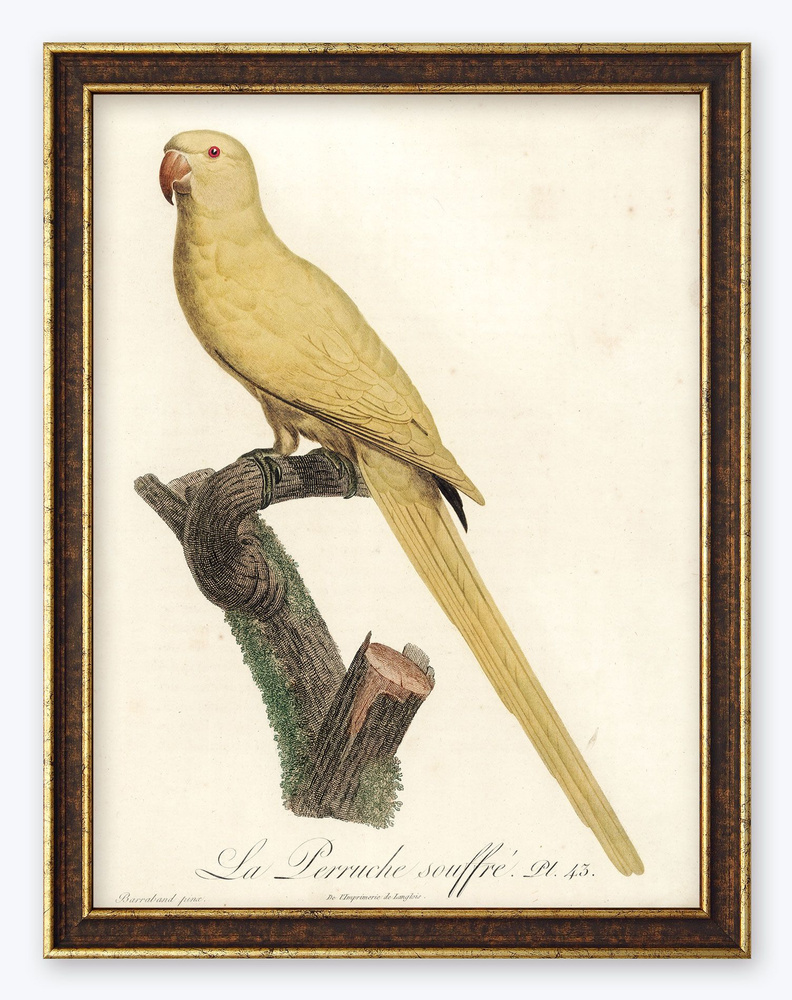 Картина в раме 40х30 в раме "Жёлтый попугайчик" #1