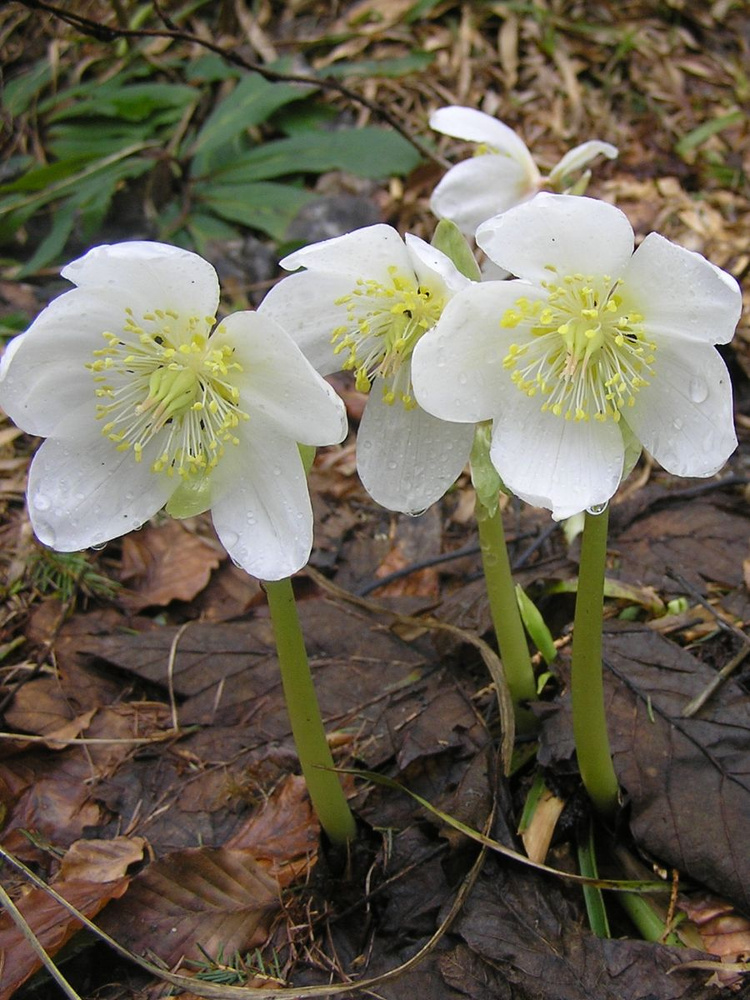 Семена Морозник кавказский (Helleborus caucasicus), 10 штук #1