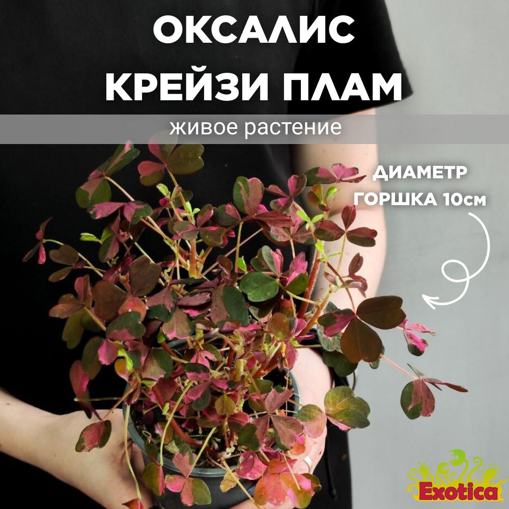 Оксалис Exotica Oxalis Crazy Plum, 10 дм, 1 шт - купить по выгодной цене в  интернет-магазине OZON (1560214015)