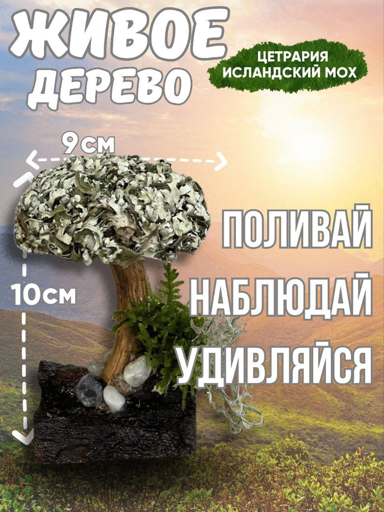 Живое дерево из исландского мха цетрария "Княжна" №2 #1