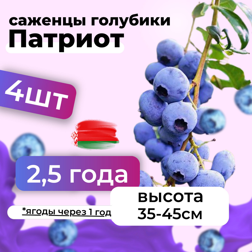 Саженцы голубики Патриот морозостойкие в горшке 2,5 года, Беларусь 4шт  #1