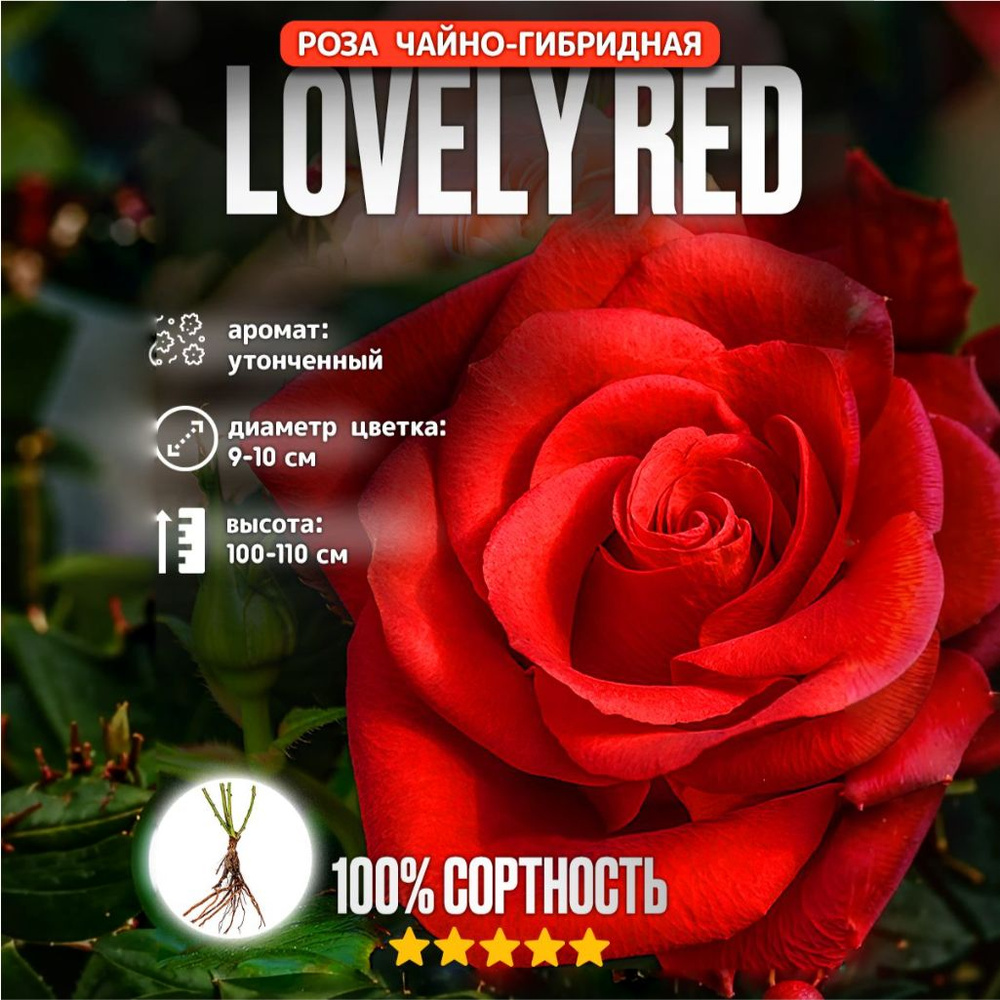 Роза Чайно-гибридная Lovely Red, Саженец розы #1
