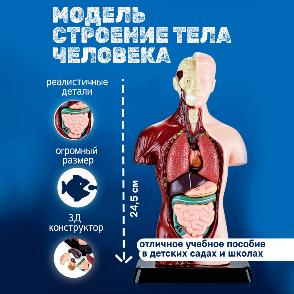 Анатомическая 3Д модель Строение тела человека большая, конструктор для детей анатомия тела с органами #1