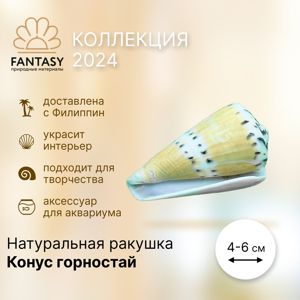 Натуральная морская ракушка FANTASY Конус горностай 1 шт., 4-6 см  #1