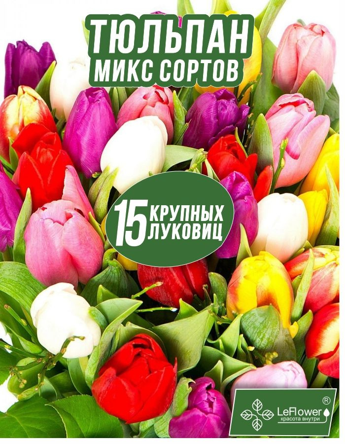 Тюльпан Луковица, Микс сортов 15 шт, крупный разбор #1