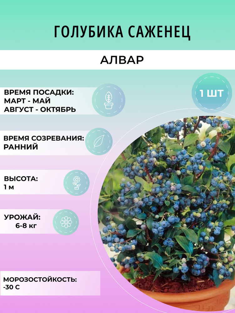 Саженцы голубики Алвар многолетние ягодные кустарники ЗКС  #1