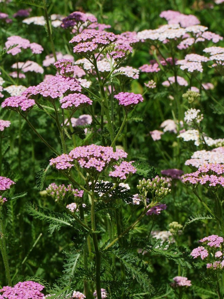 Семена Тысячелистник обыкновенный (Achillea millefolium), 50 штук #1