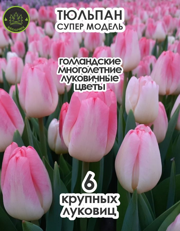 Тюльпан, Супермодель, 6 шт крупные #1