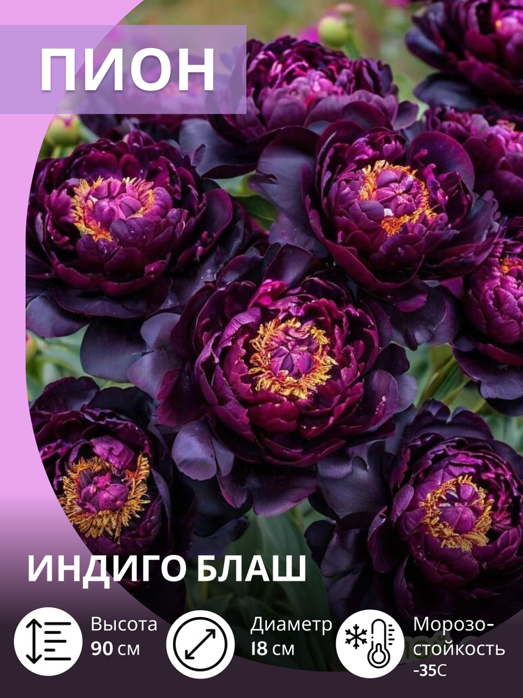 Саженцы пиона , многолетние зимостойкие цветы для сада купить на OZON ...