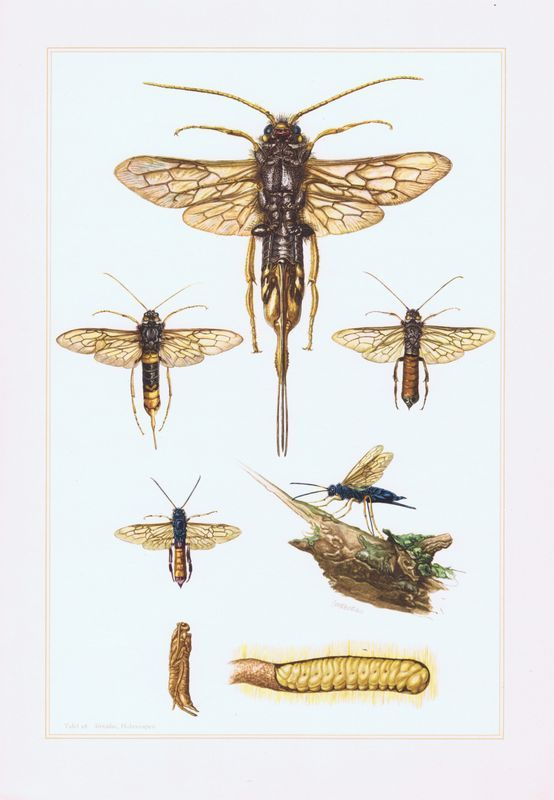 Перепончатокрылые. Рогохвосты. Антикварная офсетная литография. Германия, 1957 год  #1