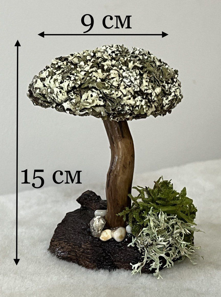 Живое дерево из исландского мха цетрария "Княгиня" №2 #1