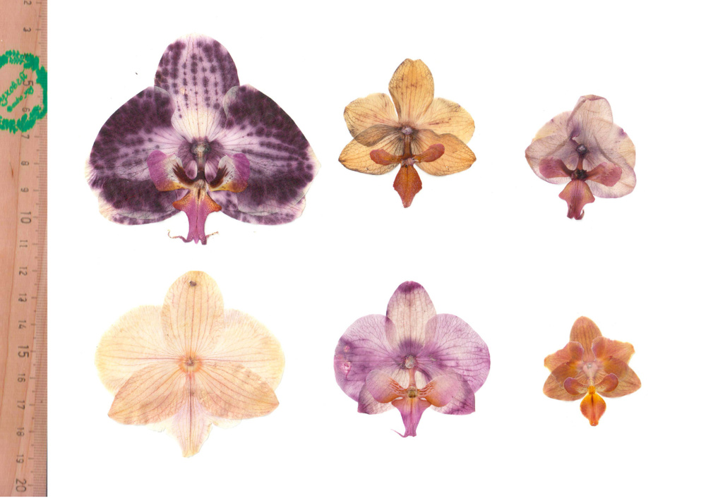 Плоские сухоцветы - Орхидея Фаленопсис микс для заливки смолой и рукоделия, 6 шт  #1