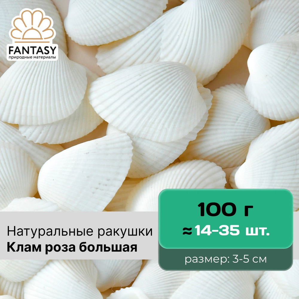 Ракушки натуральные FANTASY Клам роза большая, размер - 3-5 см, 100 г (14-35 шт.), морская раковина  #1