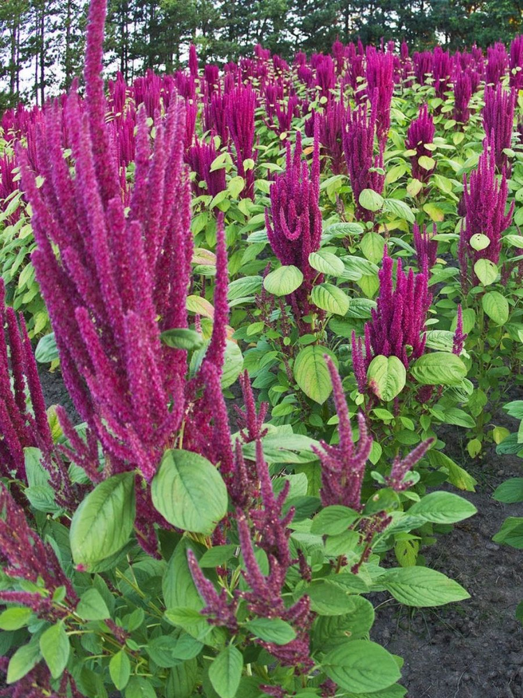 Семена Амарант метельчатый Багряный (Amaranthus cruentus), 50 штук  #1