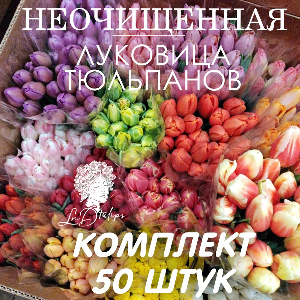 Луковицы тюльпанов 50 штук неочищенные #1