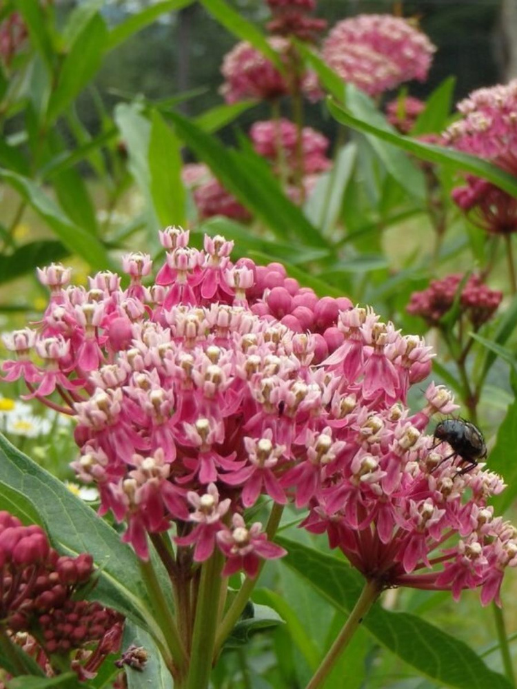 Семена Ваточник сирийский (Asclepias syriaca), 40 штук #1