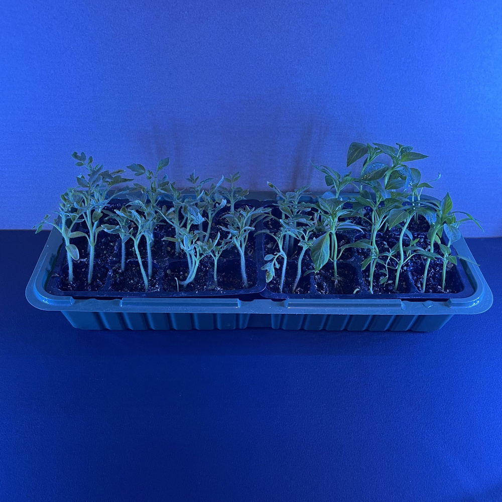 Мини-парник 24 ячейки с подсветкой синий спектр для микрозелени и рассады  #1