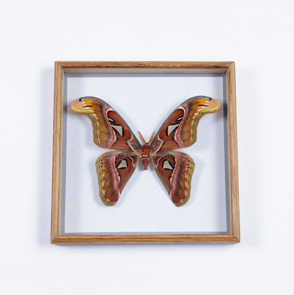 Бабочка в рамке ModernArtButterfly (Attacus atlas(male) 22*22*3см, №6 #1