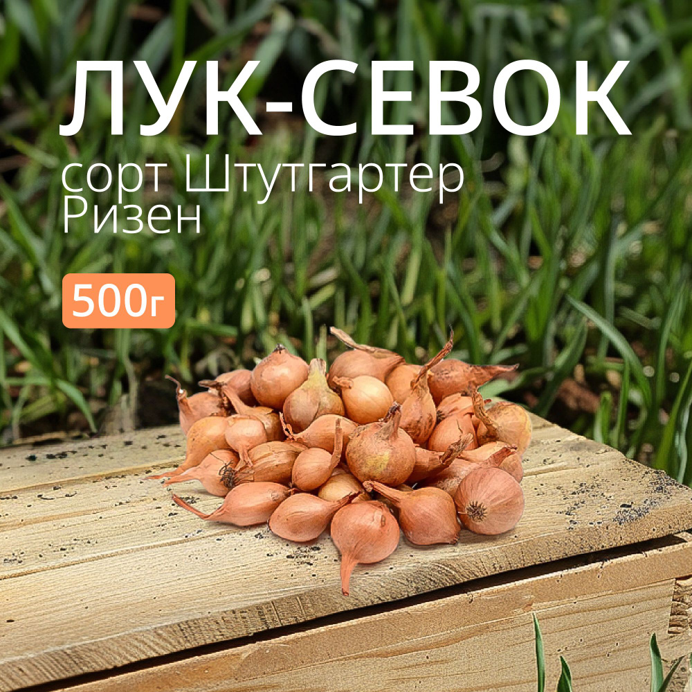 Лук севок Штутгартер Ризен 0,5 кг. Урожай 2024 #1