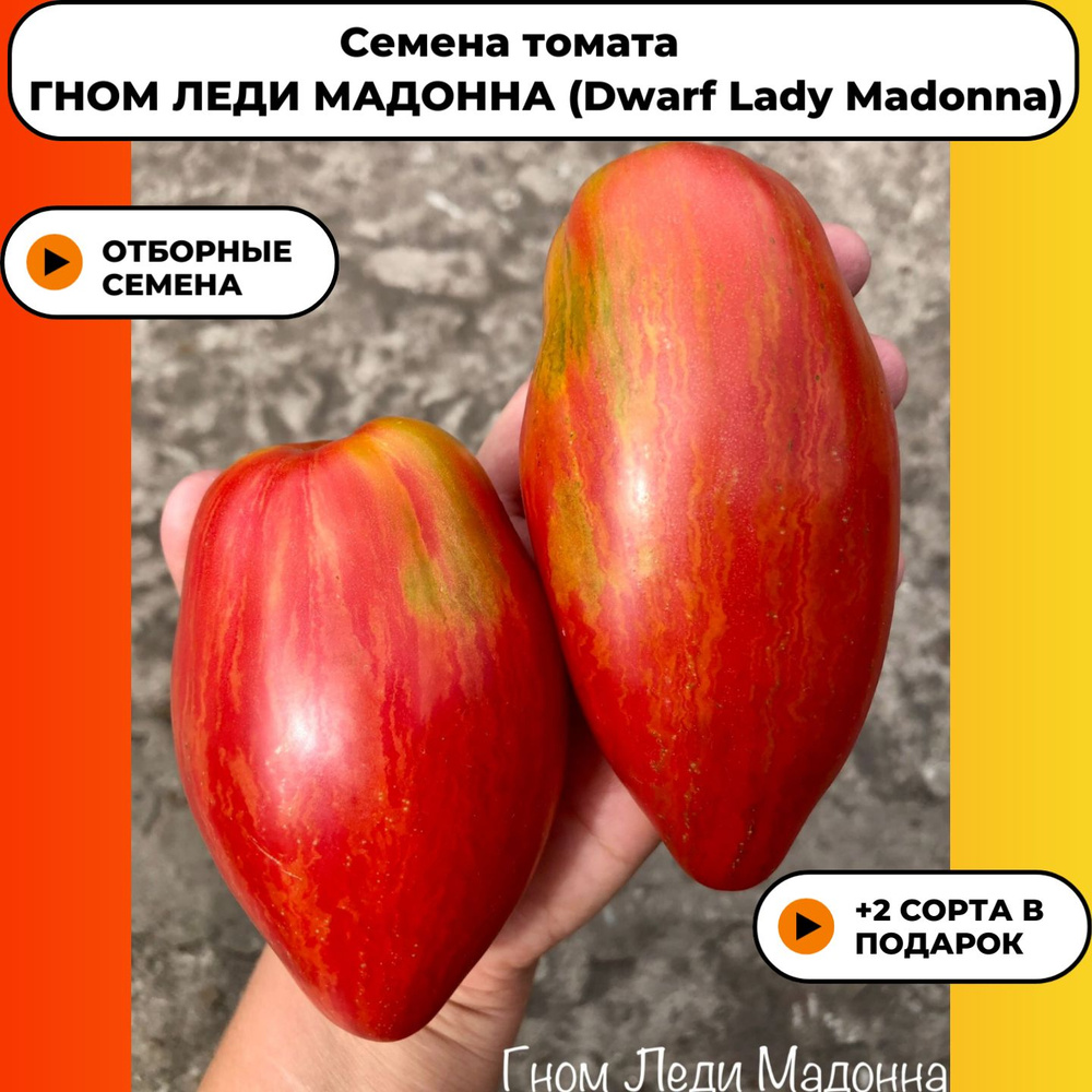 Семена томата ГНОМ ЛЕДИ МАДОННА (Dwarf Lady Madonna) #1