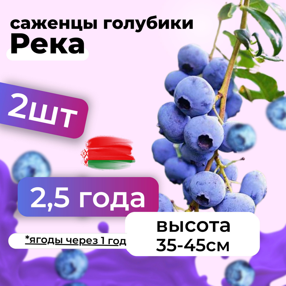 Саженцы голубики Река морозостойкие в горшке 2,5 года, Беларусь 2шт  #1