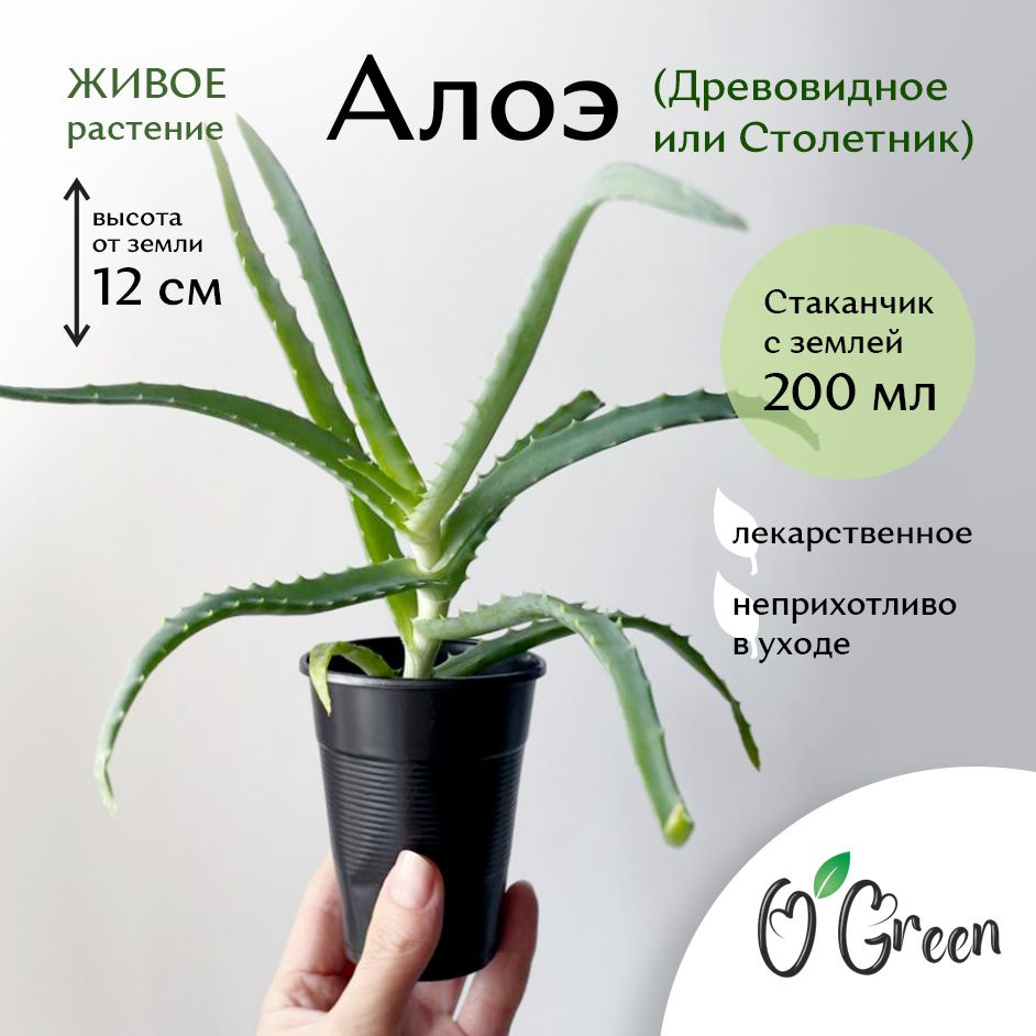 Комнатные растения, цвет зеленый, 7 см, 1 шт #1