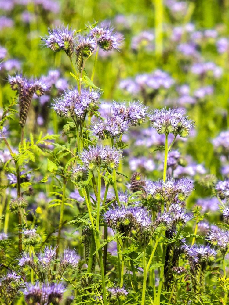 Семена Фацелия пижмолистная (Phacelia tanacetifolia), 200 штук #1