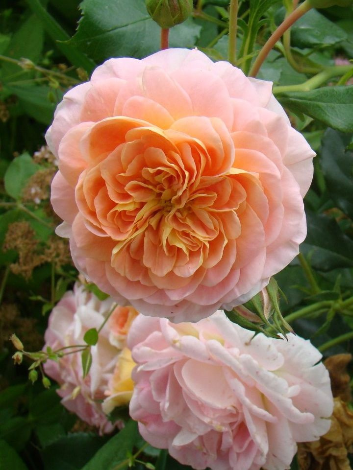 Роза Полька Плетистая - купить с доставкой по выгодным ценам в интернет ...