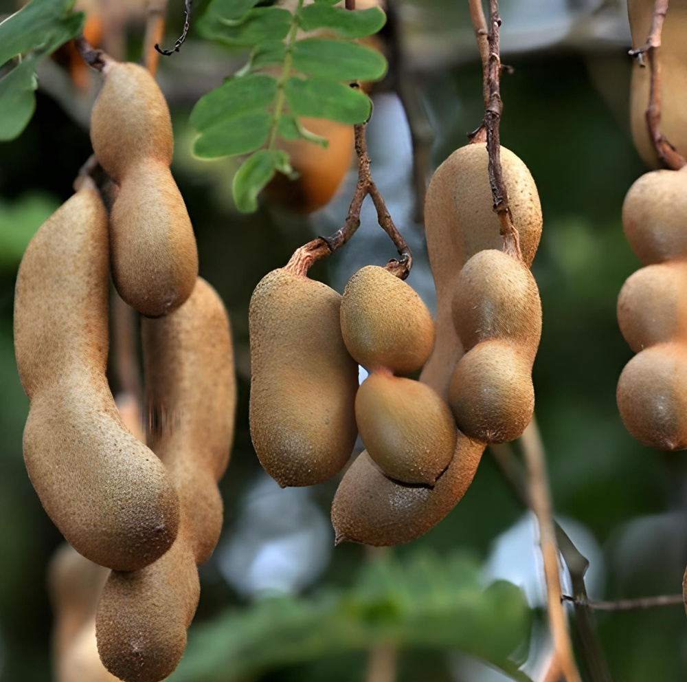 Тамаринд (Tamarindus indica) семена 10 штук #1