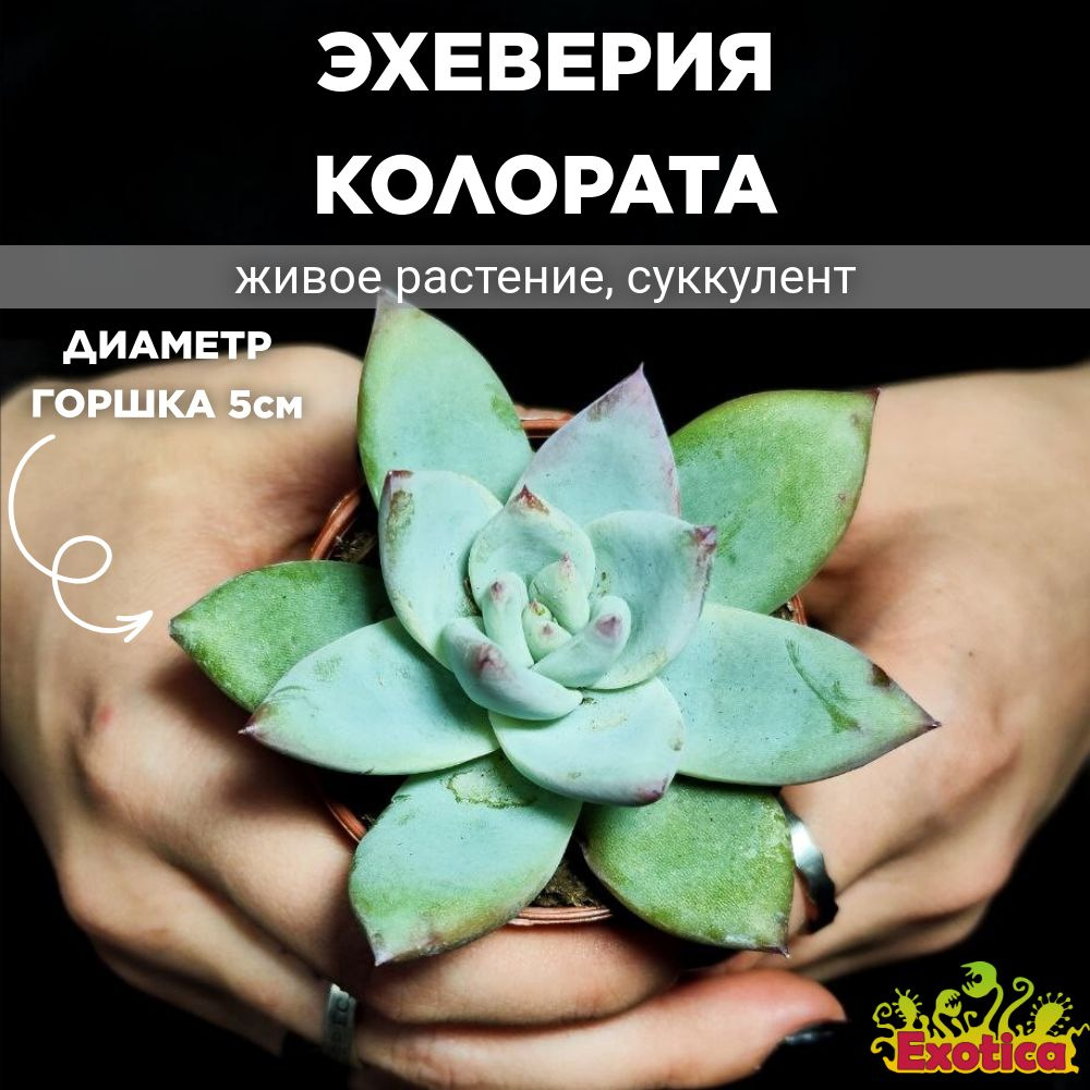 Эхеверия Колората (Echeveria Colorata) D5см #1