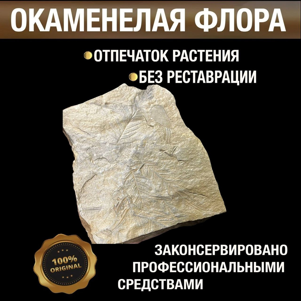 Окаменелая флора, отпечаток растения. Период: Карбон. Примерно 300 Млн лет. Ростовская обл  #1