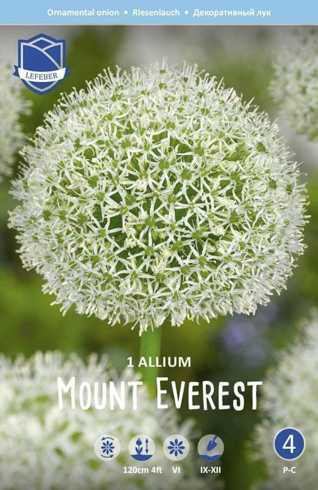 Аллиум Маунт Эверест (Allium Mount Everest), 1 шт (разбор 20/22) #1