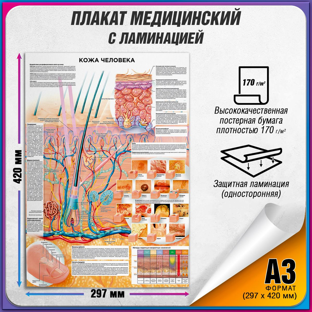 Информационный медицинский плакат "Кожа человека" / ламинированный / А-3 (30x42 см.)  #1