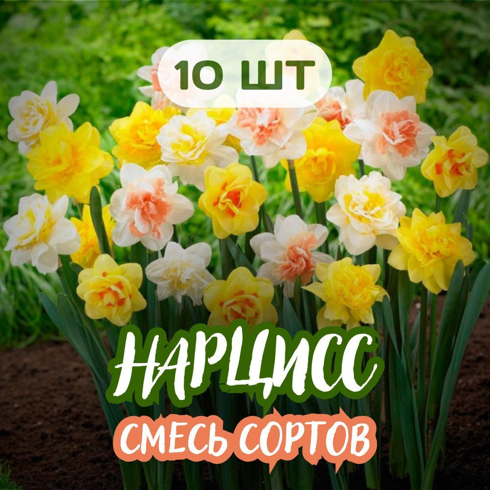 нарцисс 10шт Смесь разных сортов, Микс #1