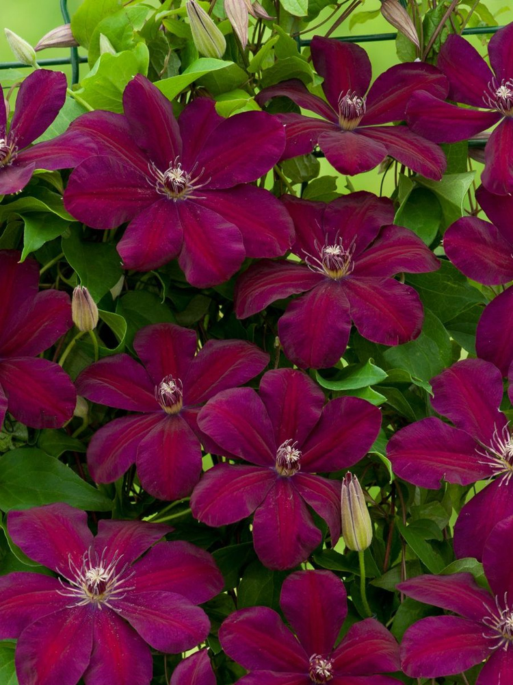 Picture background