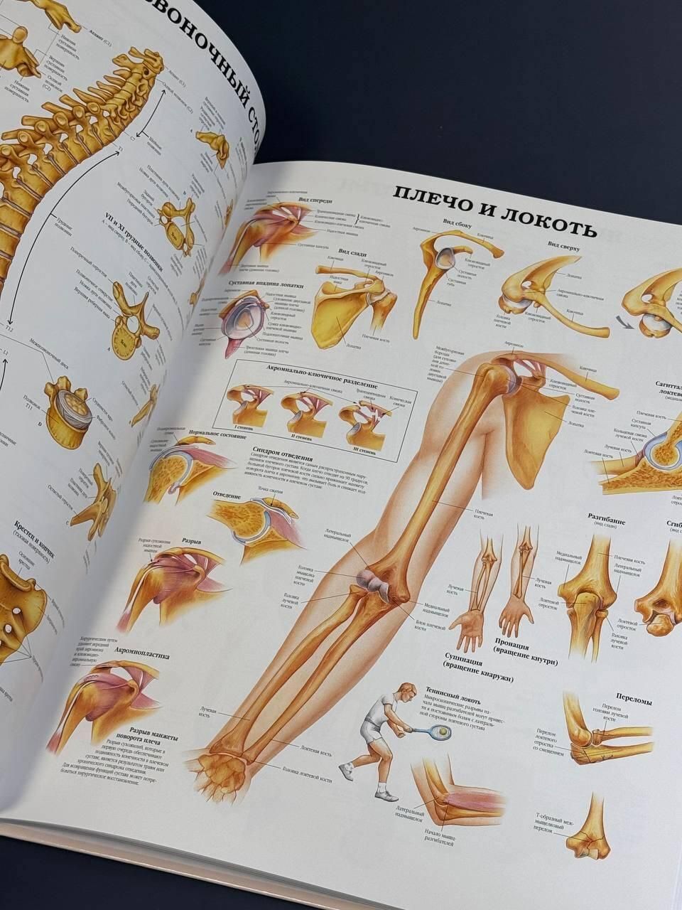 Большой атлас анатомии человека | Human Anatomy Atlas - Ozon image 2