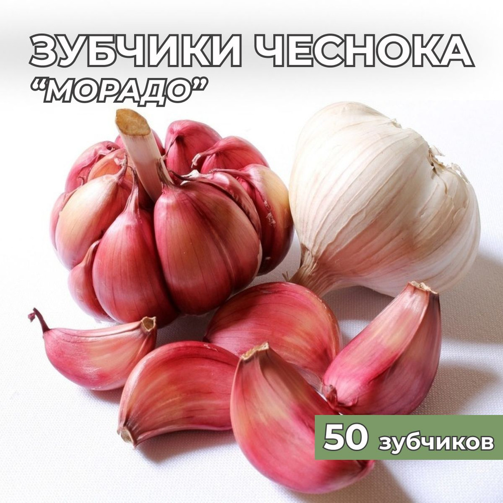 Зубчики чеснока на посадку "Морадо" 50шт #1