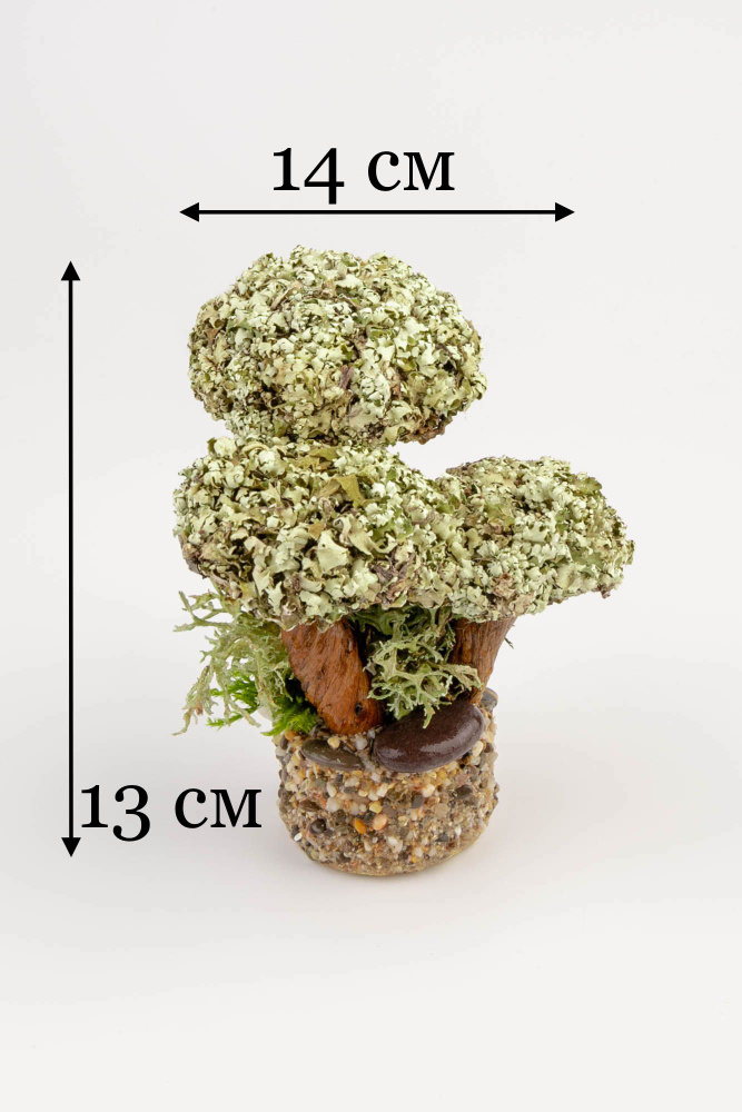 Живое дерево из исландского мха цетрария "Трио" №1,5 #1