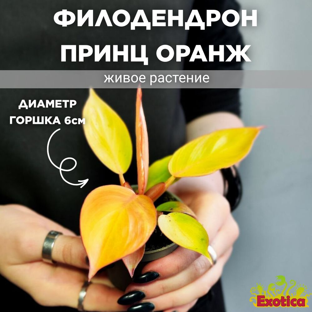 Филодендрон Принц Оранж, или Оранжевый Принц (Philodendron Orange) D6см  #1