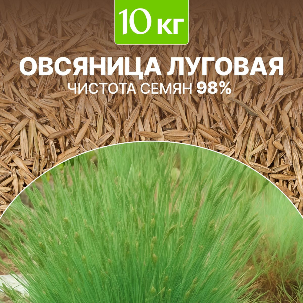 Семена Овсяница луговая сидерат чистота 98%, озимая, био-удобрение, 10 кг  #1