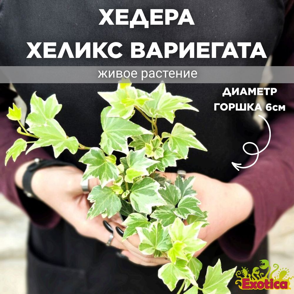 Хедера Хеликс Вариегата, Плющ (Hedera Helix Variegata) D6см (ЖИВОЕ РАСТЕНИЕ)  #1