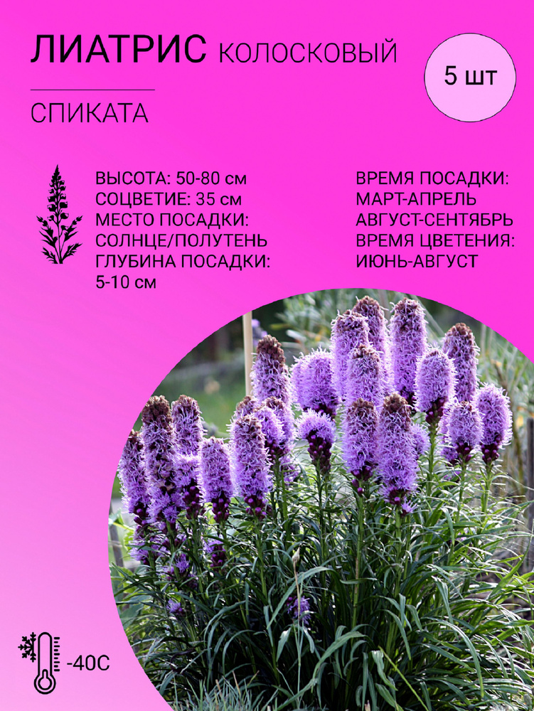 Лиатрис колосковый, многолетние цветы, луковицы 5 шт #1
