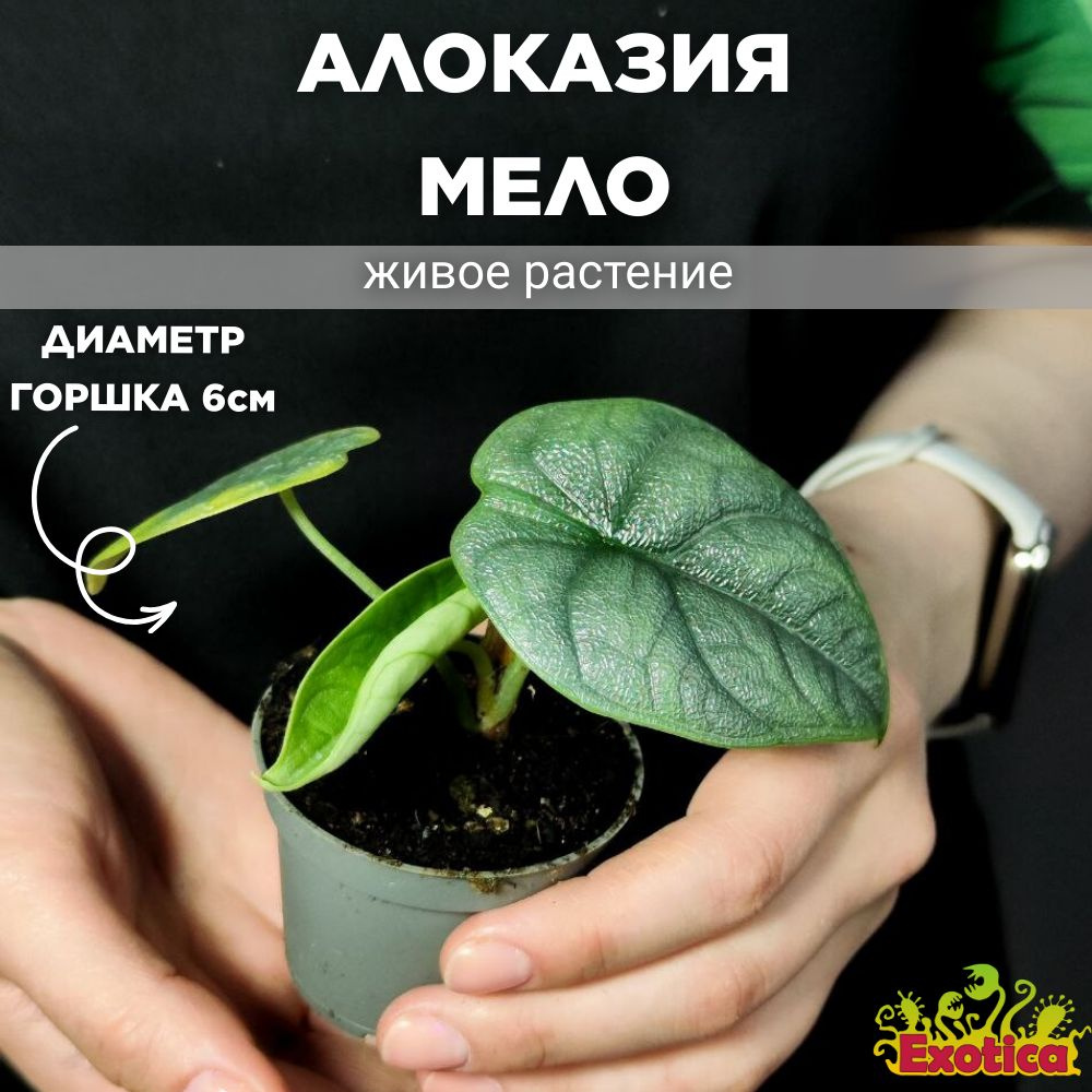 Алоказия Мело (Alocasia Melo) D6см #1