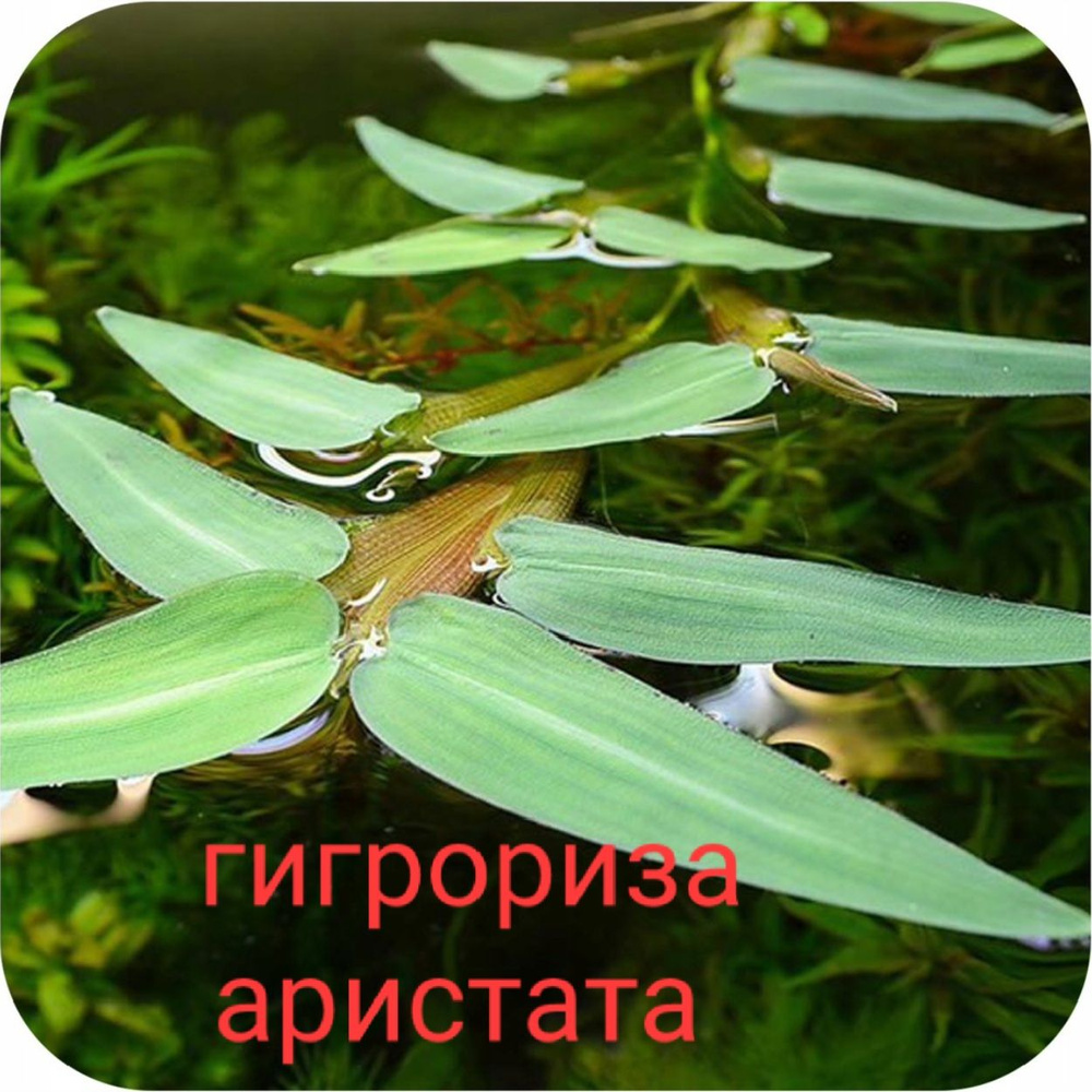 Гигрориза (Hygroryza aristata) Живое растение для аквариума и пруда  #1