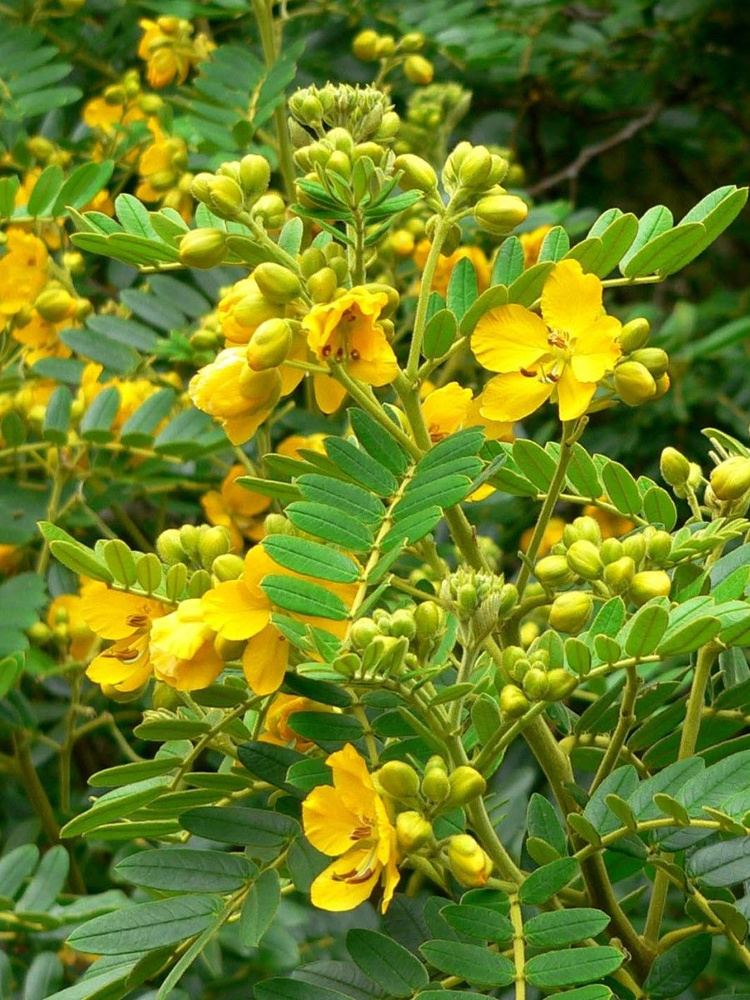 Семена Сенна западная (Senna occidentalis), 10 штук #1