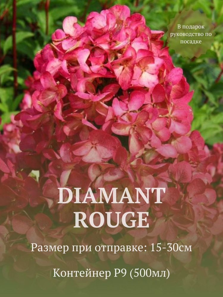 Гортензия метельчатая Даймонд Руж (Diamant Rouge) в стакане р9  #1