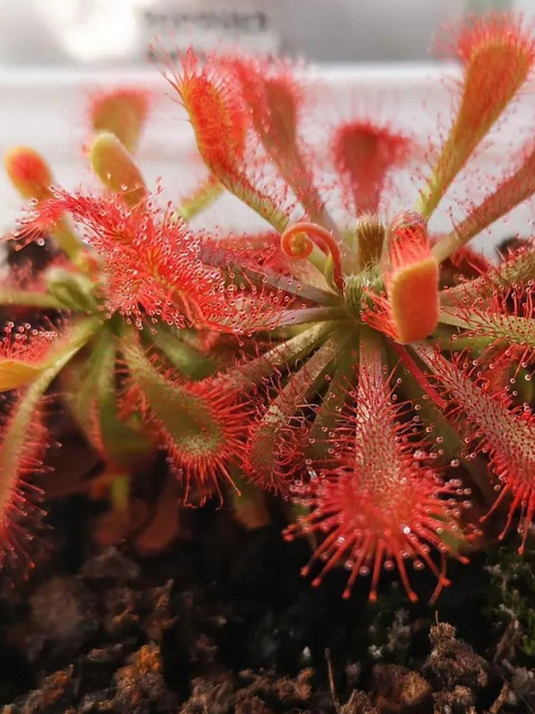 Семена Росянка Lovellae (Drosera Spatulata Lovellae), 10 штук #1